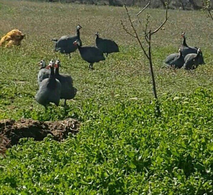 Siser fireng toyuglari satilir. Disiler 15 azn erkekler 13 azn. Cox sa