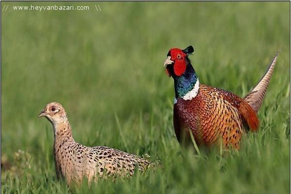 Qafqaz qirqovulu sagalam quwlardi cutu 80 man ayligina gore qiymetler