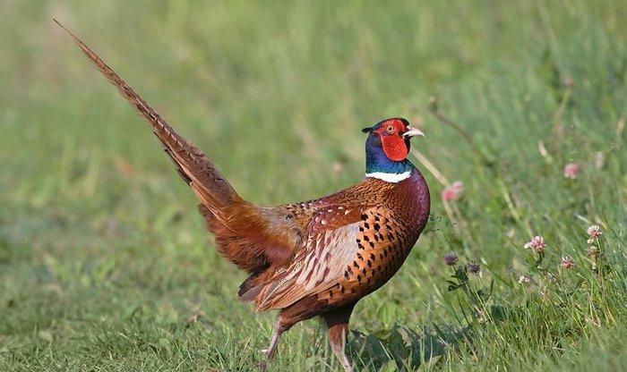 Qafqaz qirqovulu sagalam quwlardi cutu 80 man ayligina gore qiymetler