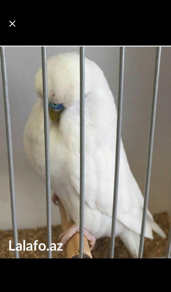 Bele cavan 1-2-3 aylıq bala papuqay almaq isteyirem satanlar zeng etsi