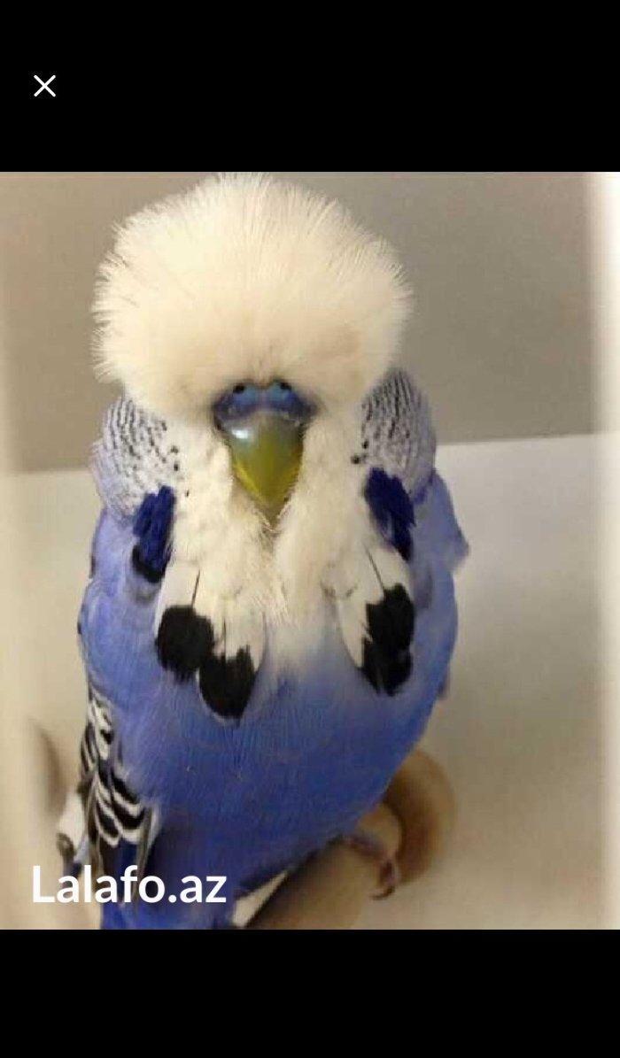 Bele cavan 1-2-3 aylıq bala papuqay almaq isteyirem satanlar zeng etsi