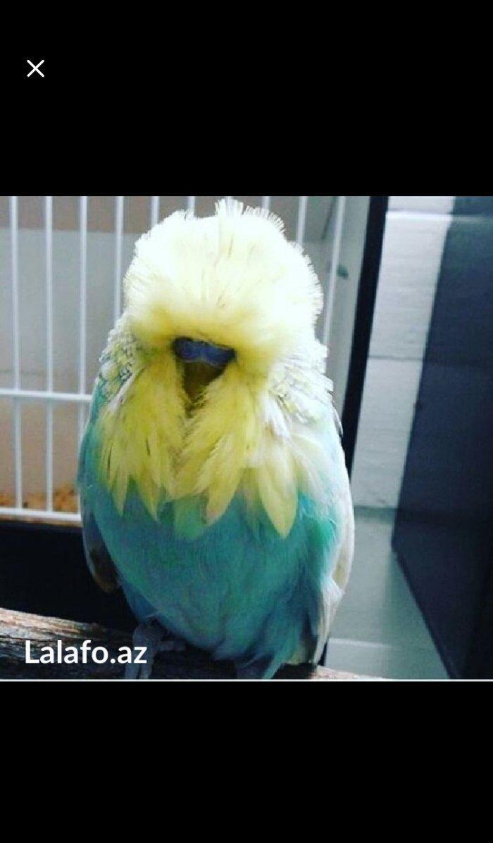 Bele cavan 1-2-3 aylıq bala papuqay almaq isteyirem satanlar zeng etsi