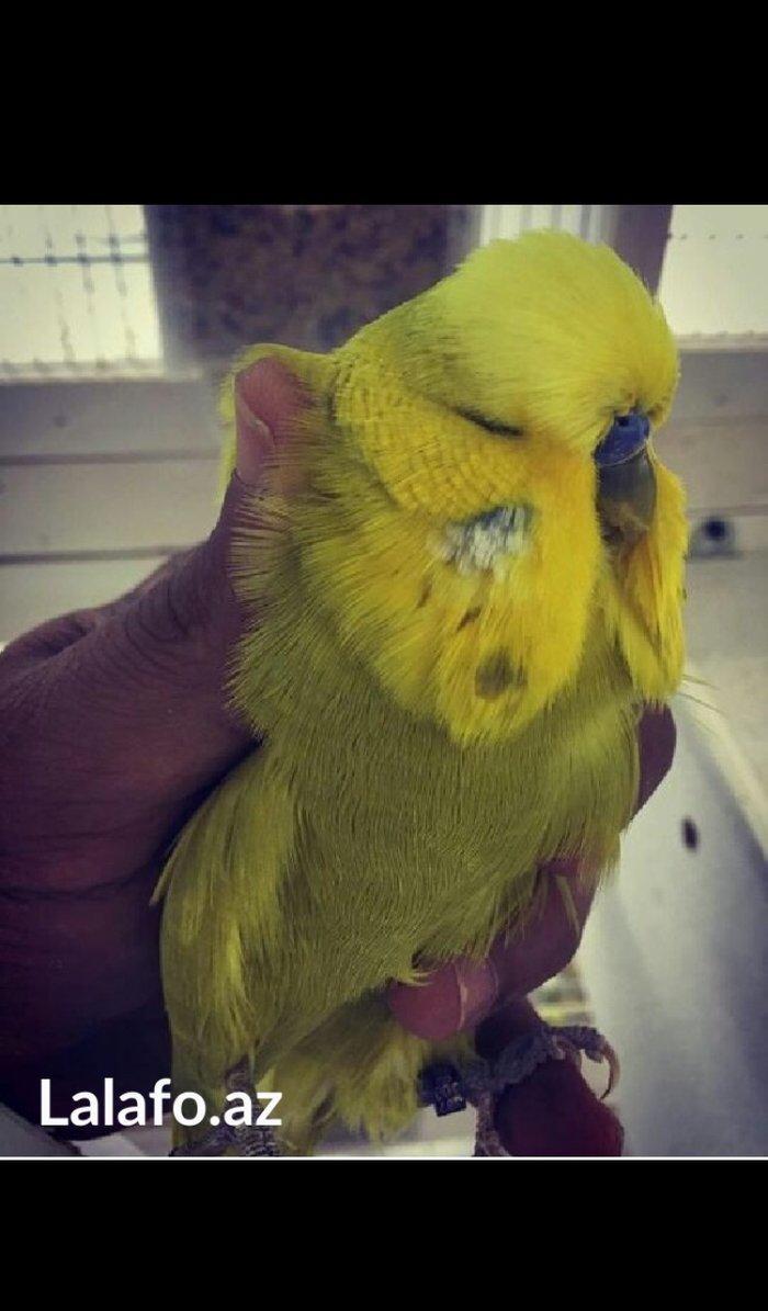 Bele cavan 1-2-3 aylıq bala papuqay almaq isteyirem satanlar zeng etsi