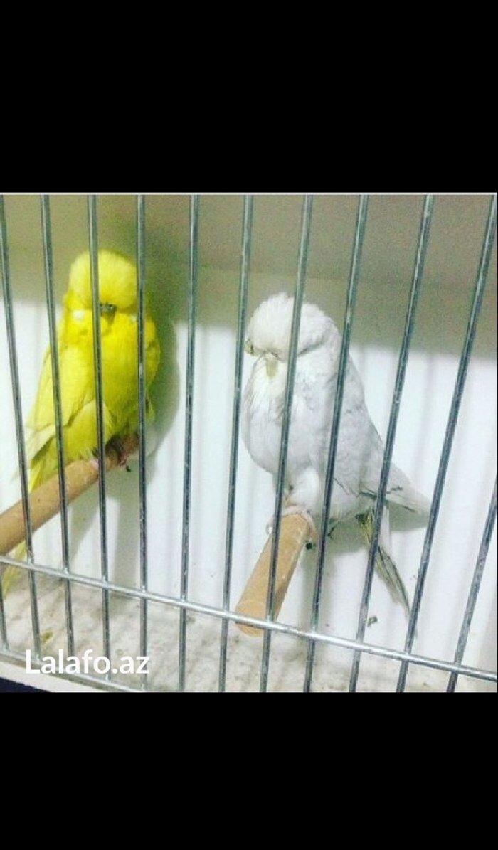 Bele cavan 1-2-3 aylıq bala papuqay almaq isteyirem satanlar zeng etsi