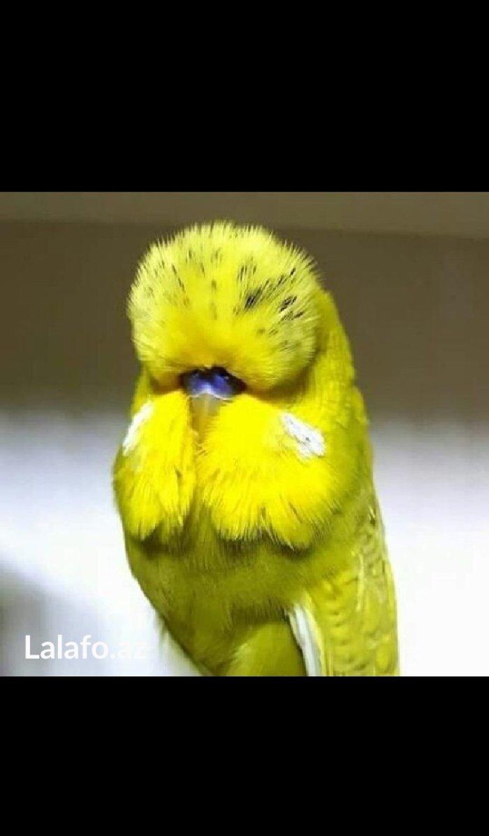 Bele cavan 1-2-3 aylıq bala papuqay almaq isteyirem satanlar zeng etsi