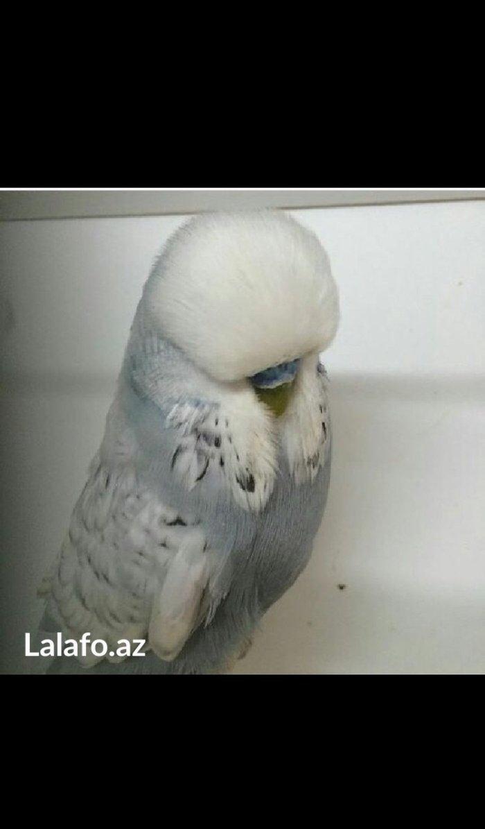 Bele cavan 1-2-3 aylıq bala papuqay almaq isteyirem satanlar zeng etsi