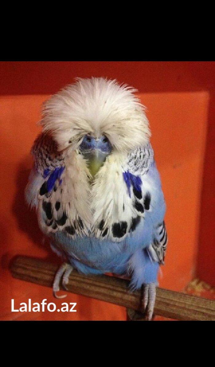 Bele cavan 1-2-3 aylıq bala papuqay almaq isteyirem satanlar zeng etsi