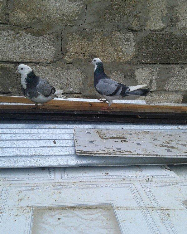 Goy ag bawlar 30 azn ebrewler 80 azn qara baw 20 azn