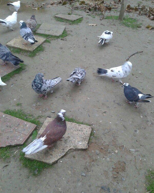 Goy ag bawlar 30 azn ebrewler 80 azn qara baw 20 azn