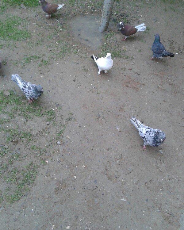 Goy ag bawlar 30 azn ebrewler 80 azn qara baw 20 azn