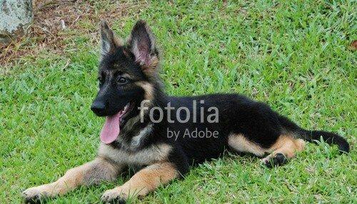 Salam.Men 1-3 ayliq temiz alman afcarkasi aliram.Pasatasiz olsun.Erkek