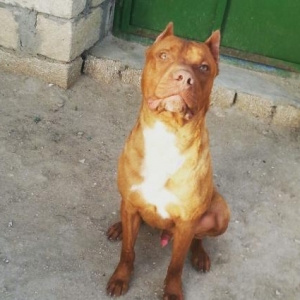 Rednose pitbull satilir