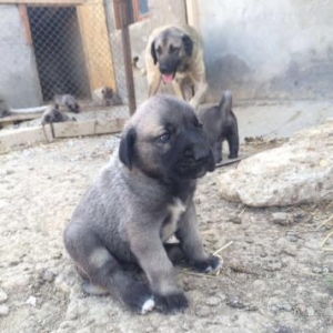 KANGAL