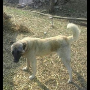 Kangal