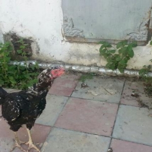 ag xoruz ve qara diwi heyrati var yumurta verir