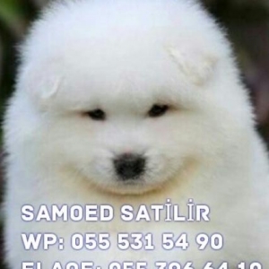 samoed satilir