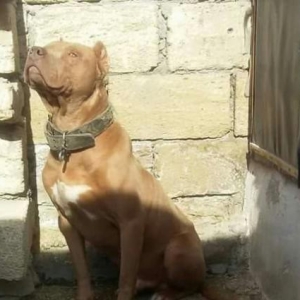 pitbul satilir...