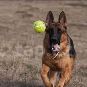 Afcarka temiz qandi erkekdi 9 ayliqdi k9 du cox agilli itdi pasatkalid