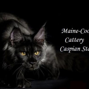 Питомник Caspian Star Maine Coon