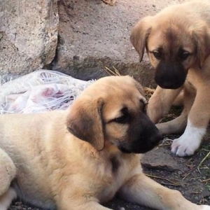 Sivas Kanqalı və Çoban iti qarışığı olan 2-3 ay arası Erkək küçüklər.