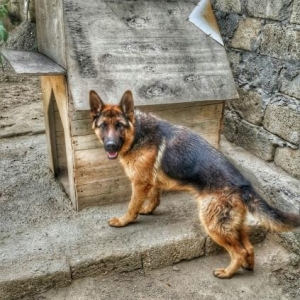 Cütləşdirməy üçün əsl Alman afçarkası axtarılır.