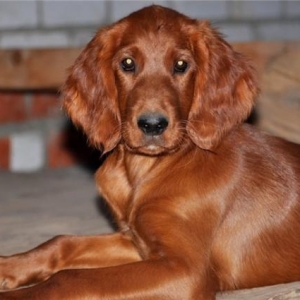 Setter ov tulasi aliram