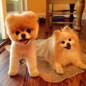 Her nov itlerin satiwi aliwi ve sifariwi