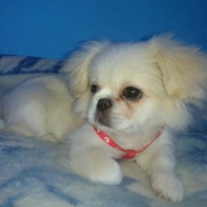 Munasib qiymete itler Satilir