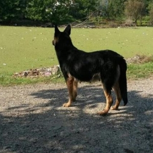 avcarka balalari temiz qandi