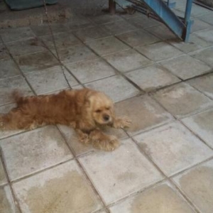 Amerkanski Koker Spaniyel