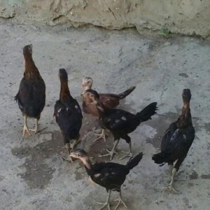 1 aylıq türkmən sortu cücələr 6-sı