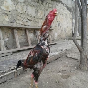 8 əfqan cücəsi və 1 illik əfqan xoruzu