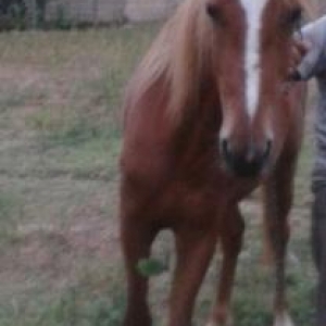 tam usda at doyul 2 yasi var