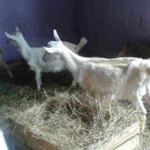 sanen kecisi satiram