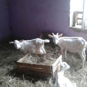 sanen kecisi satiram