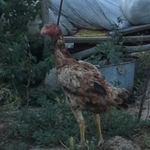 heyratı toyuqu təcili satılır özbey türk hal hazırda yumurt layır