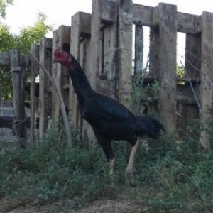 heyratı yumurtası satılır mayalı yumurta