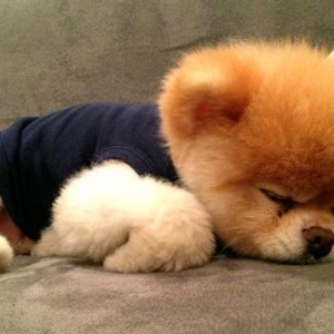 Her nov itlerin sifariwi qebul olunur