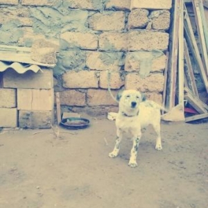 9 ayliq diwi Dalmatin