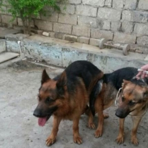 arcarka. temiz nemka