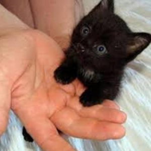 Black Sweet Kitten.