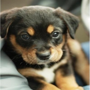 1 və 3 aylıq mehriban və vəfalı Çoban iti k�