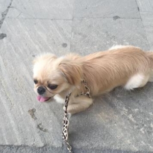 Dishi Pekines satilir