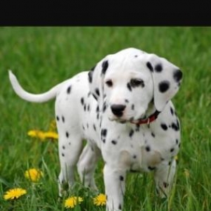 her nov itlerin satiwi ve sifariwi qebul olunur