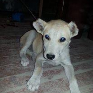 Tecili satilr  samaxi sortu qariwiq