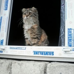 Scottish fold