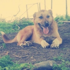 5 barmaq var arxa ayağında Lezgi cinsidi