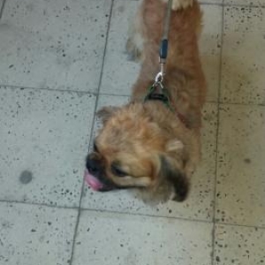 Продается песик