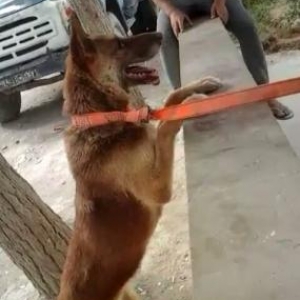 nemeski ofçarka satıLər