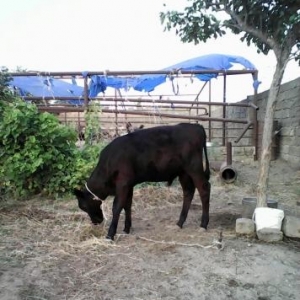 cins ineyin balasidir 5 ayliqdi ela danadir yiyen heyvandi  erkeyd